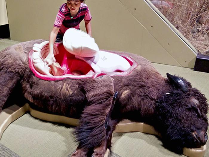 Image illustrating the bison, representing Minnesota's wildlife and history.